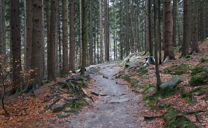 Górska ścieżka w Karnonoszach / autor: Pixabay