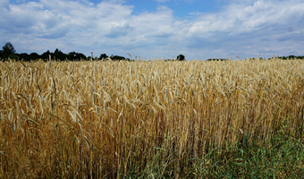 Otręby – zdrowy produkt uboczny