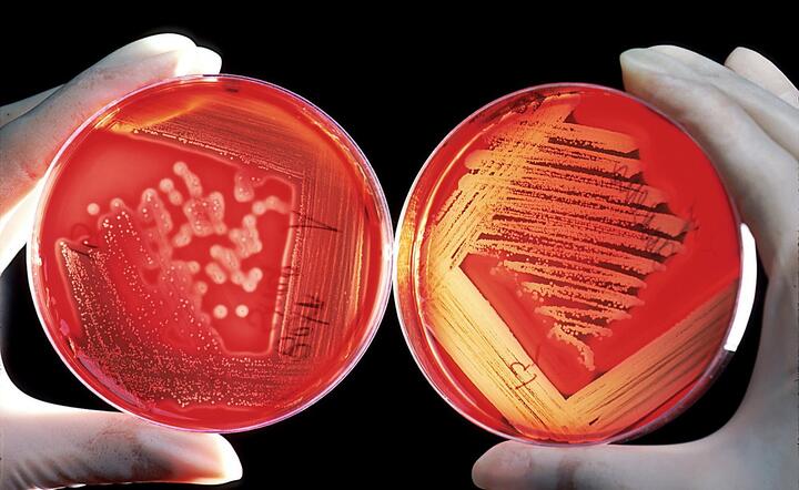 Agar, nauka / autor: Pixabay