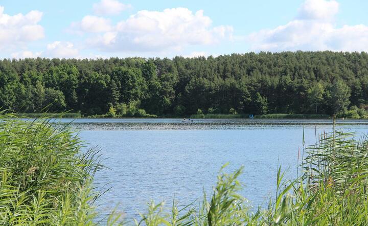 Lasy nad Zalewem Zegrzyńskim / autor: pixabay.com