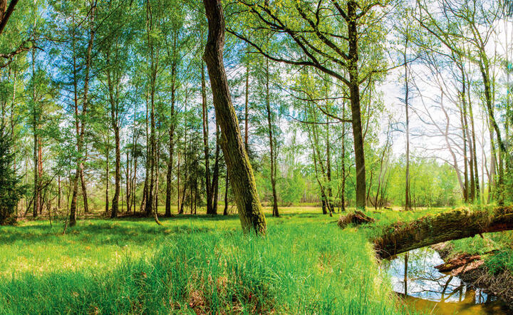 Zdjęcie ilustracyjne / autor: Shutterstock
