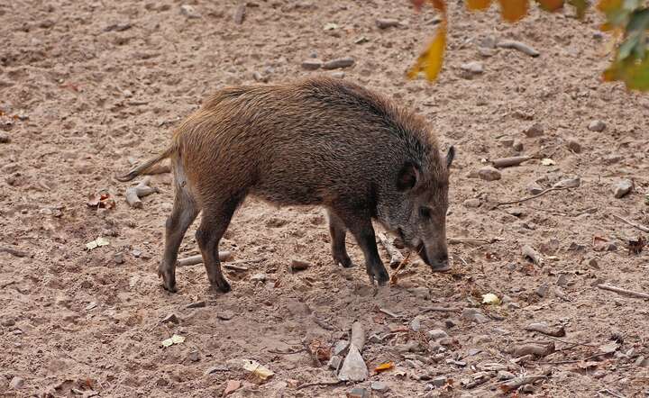 Tam będą częściej strzelać do dzików