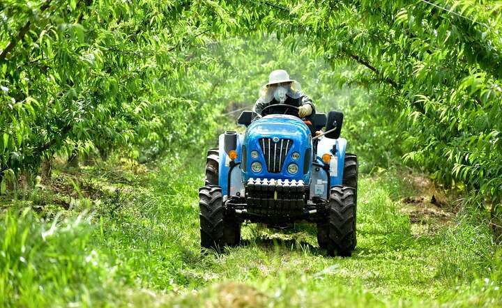 Zabiegi agrotechniczne w plantacji brzoskwiń w Brazylii / autor: Pixabay