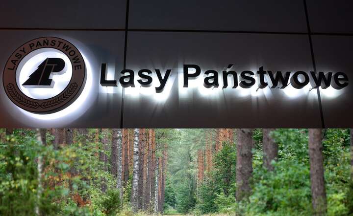 Systematyczne działania utrudniają pracę i degradują Państwowe Gospodarstwo Leśne „Lasy Państwowe” / autor: Fratria / AS + KK