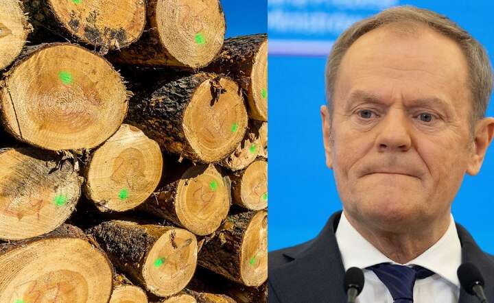 Gospodarka drewnem to przykład kolejnej ordynarnie złamanej obietnicy Donalda Tuska / autor: Fratria / AS/AW