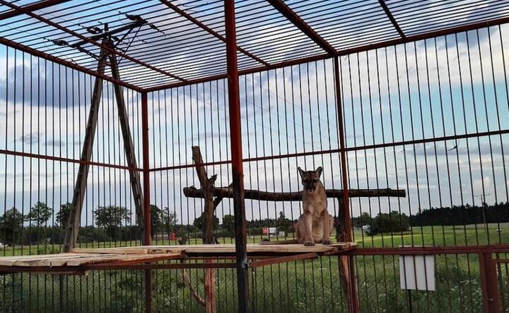 Poszukiwana puma trafiła do chorzowskiego ZOO