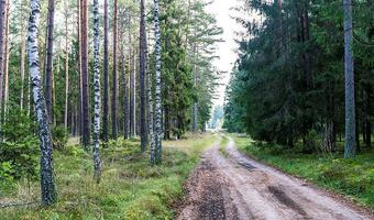 Las najlepszym sposobem na CO2