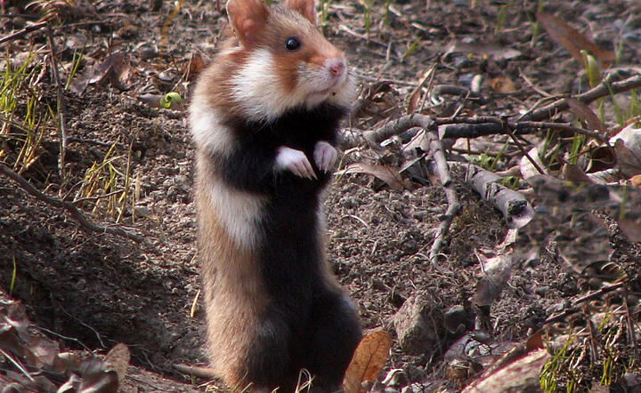 Chomik europejski / autor: Wikipedia