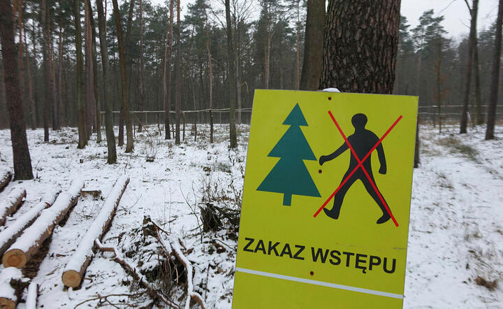 polskie lasy / autor: Fratria