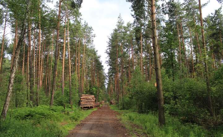 Polskie lasy rosną, podczas gdy świat się wylesia
