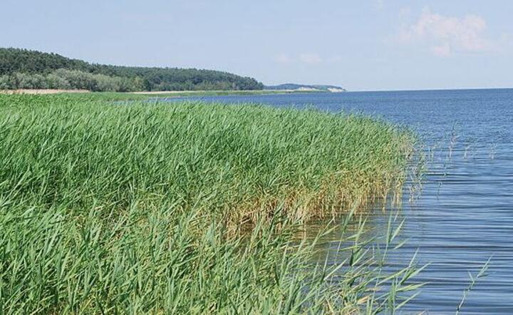 Fot.Polimerek/wikimedia