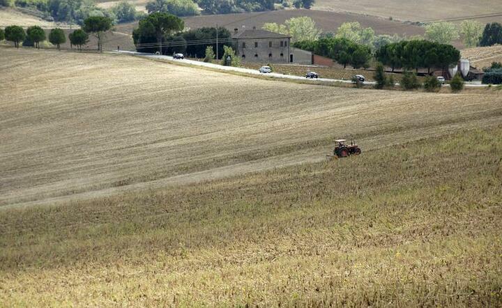 zboże / autor: Pixabay