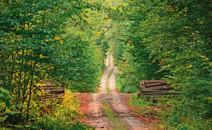 Zdjęcie ilustracyjne / autor: Shutterstock