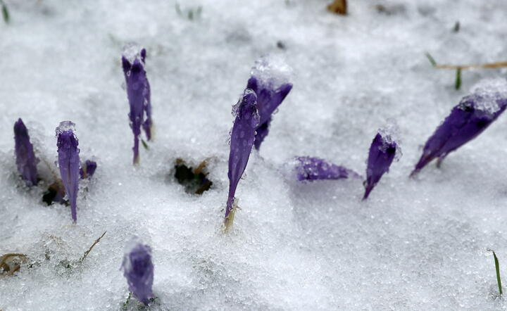 Po długim okresie słonecznej, wiosennej pogody temperatura znacznie się obniżyła i spadł śnieg / autor: PAP/Grzegorz Momot