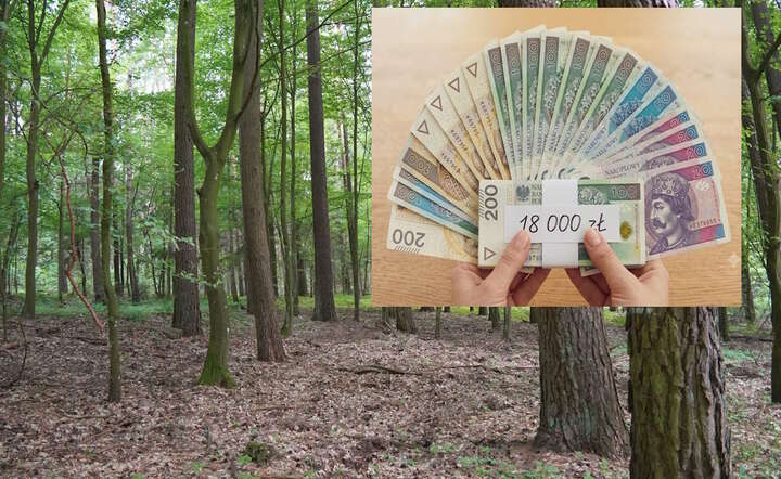 Państwo rozdaje. 18 tys. zł dopłaty na 1ha lasu