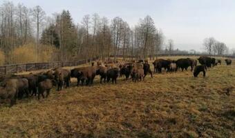 Stado żubrów w Puszczy Boreckiej jest liczne i zdrowe