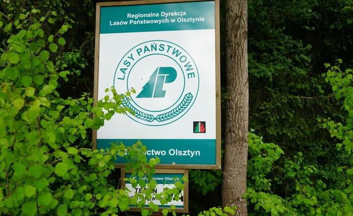 Lasy Państwowe  / autor: Fratria 