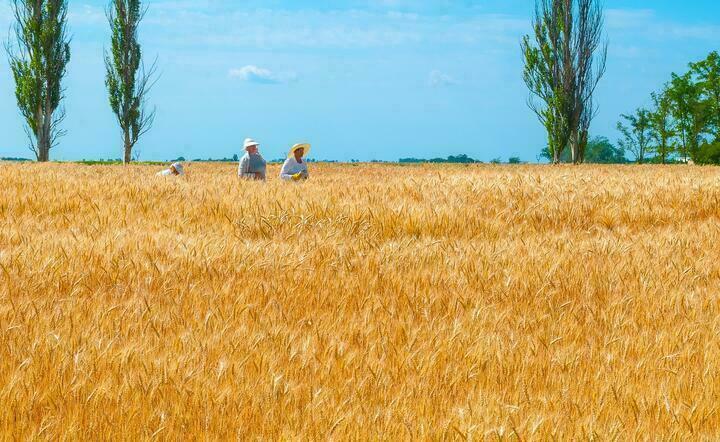 zboże, Ukraina / autor: Pixabay