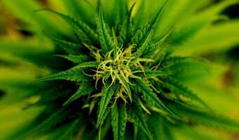 Marihuana dostępna w Niemczech. Od 1 kwietnia