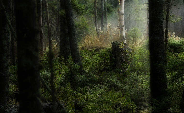 autor: www.sxc.hu