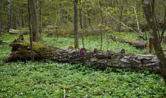 Puszcza Białowieska nie jest zagrożona