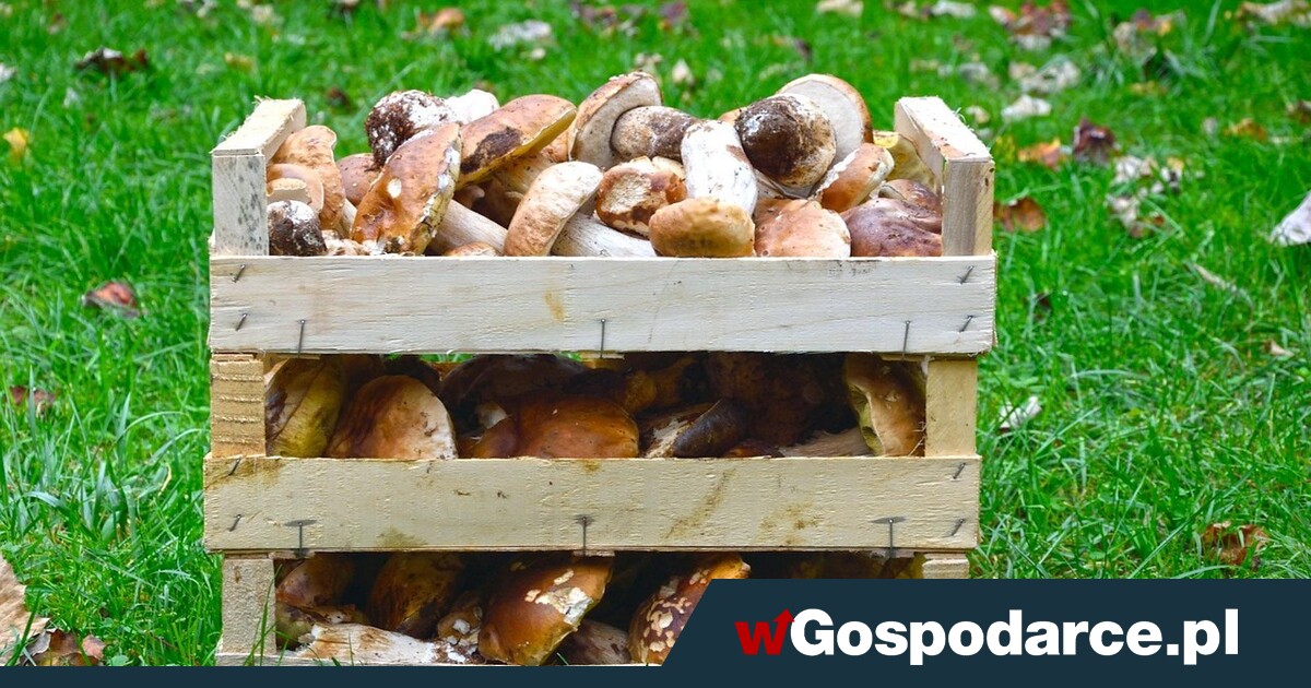 Przemysłowy biznes na grzybobraniu