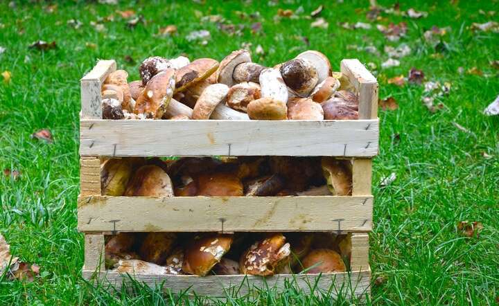 Na południu Polski legalnie rośnie biznes grzybobrania, który eksploatuje i dewastuje polską przyrodę / autor: Pixabay