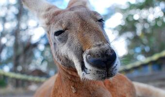 Australijczycy stawiają na prąd z diesli
