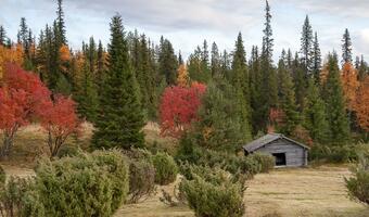 Finlandia. Przez Białoruś przybyło kilkudziesięciu uchodźców