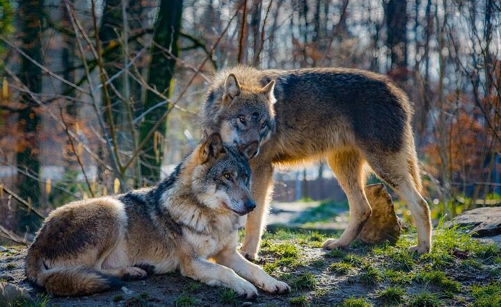 Wilki były pożywieniem dla dawnych łowców / autor: fot. Pixabay