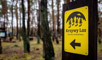 Grupa PGE zakończyła rewitalizację Krzywego Lasu