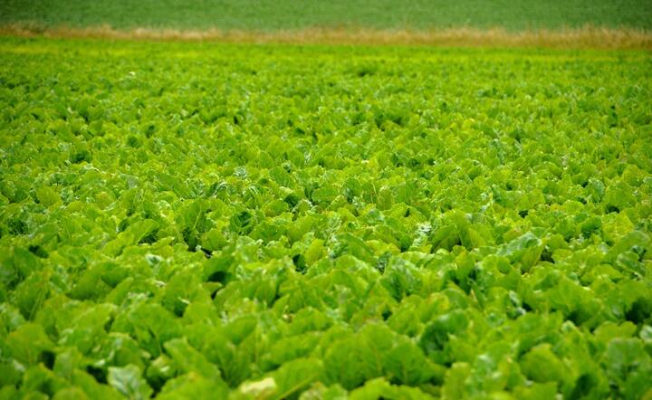 Uprawa buraka cukrowego - po poddaniu fermentacji wytwarza się z niego biometanol. / autor: Pixabay