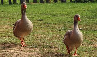Wojewoda lubuski: sytuacja po wykryciu wirusa H5N8 pod kontrolą