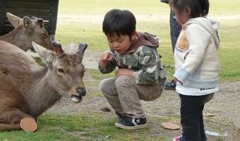 Sytuacja jest krytyczna: Japonia wymiera