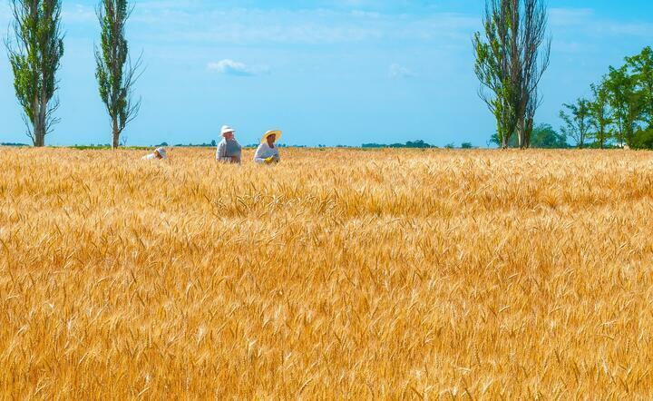 Ukraina, zboże / autor: Pixabay