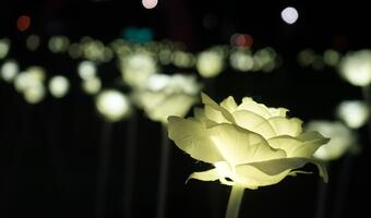 Lampy LED rujnują nam zdrowie