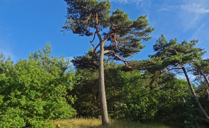 Nadchodzą upały - zdjęcie ilustracyjne.  / autor: Pixabay