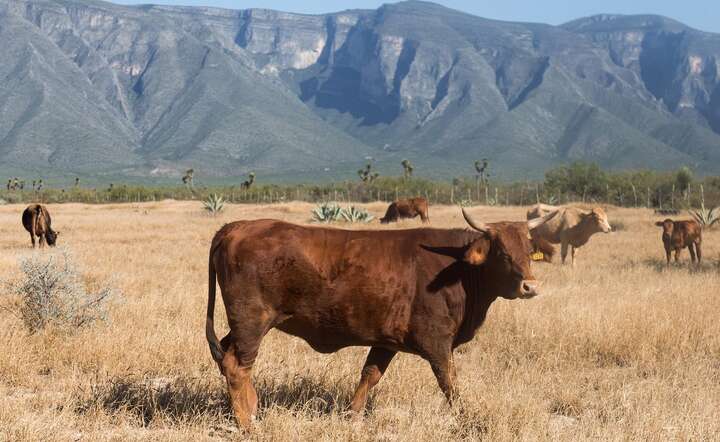 Farmerzy w trwodze! Katastrofalna zaraza bydła tuż-tuż