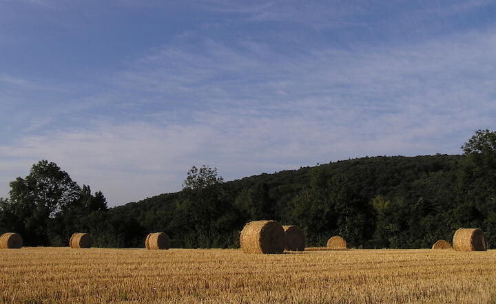 Fot. Freeimages/Freerk Lautenbag