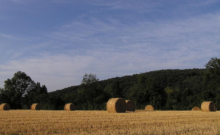 Fot. Freeimages/Freerk Lautenbag