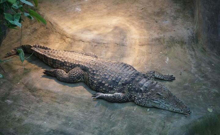 Aligator / autor: fot. Fratria