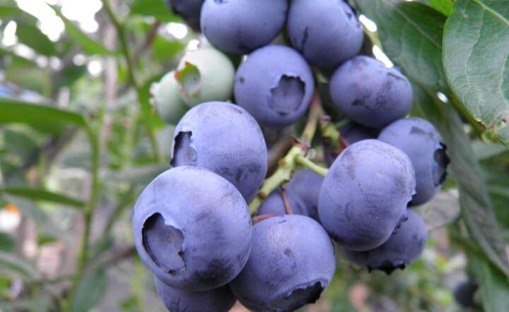 Polska rozdaje karty w produkcji borówek