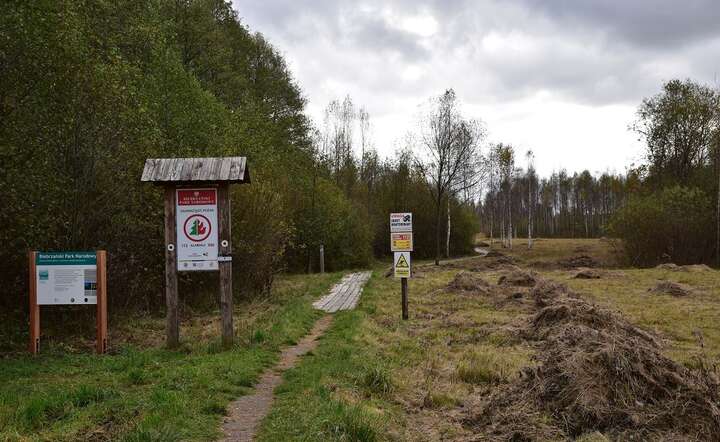 Wejście na szlak przez torfowiska w Biebrzańskim Parku Narodowym / autor: Fratria /KK