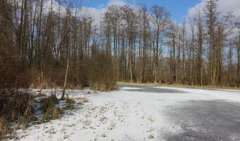 Tragiczny los niemieckich lasów! "Masowa wycinka"