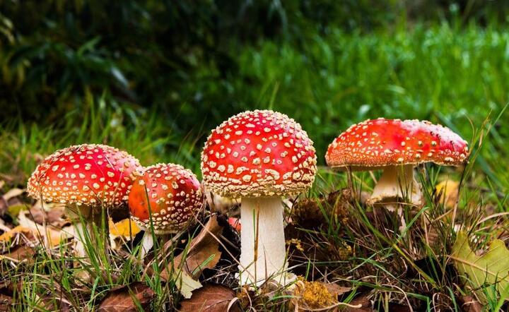 Muchomor czerwony  / autor: Pixabay 