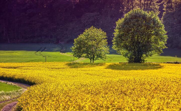 Rząd przyjął projekt noweli o biopaliwach, chce stabilizacji