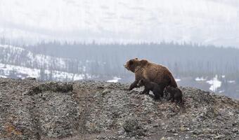 Alaska i Montana na cenzurowanym w USA