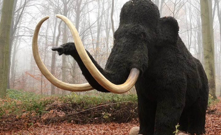 Mamut - zdjęcie ilustracyjne.  / autor: Pixabay