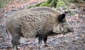 Wraca prewencyjny odstrzał dzików