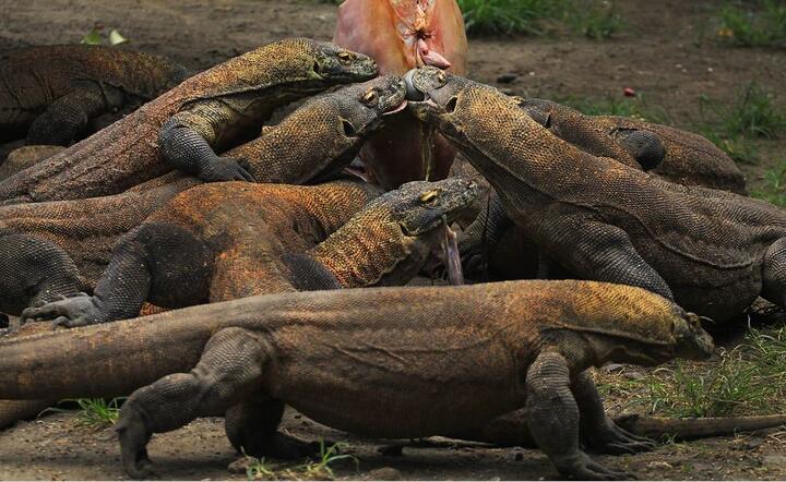 Warany z Komodo  / autor: Pixabay 